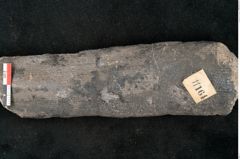 Foto (Detailansicht) von Calamites sp.  (NHMW-GEO-2024-0188-11164)